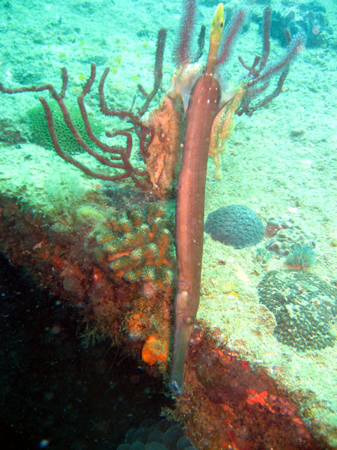 Trumpetfish (Aulostomus chinensis), Subic Bay, Philippines