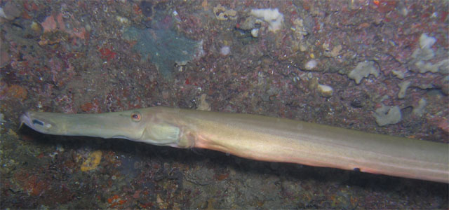 Trumpetfish (Aulostomus chinensis), Anilao, Batangas, Philippines