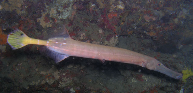 Trumpetfish (Aulostomus chinensis), Anilao, Batangas, Philippines