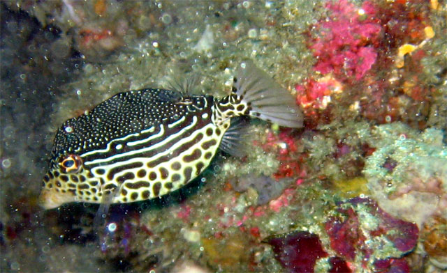 Whitley's boxfish (Ostracion whitleyi) - female, Bali, Indonesia