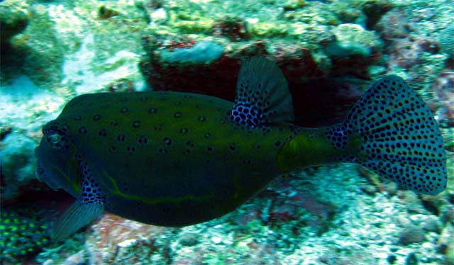 Yellow boxfish (Ostracion cubicus) - young adult, Bali, Indonesia