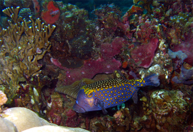 Spotted boxfish (Ostracion meleagris) - male, Puerto Galera, Mindoro, Philippines