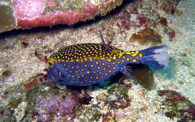 Spotted boxfish (Ostracion meleagris) - male, Puerto Galera, Mindoro, Philippines