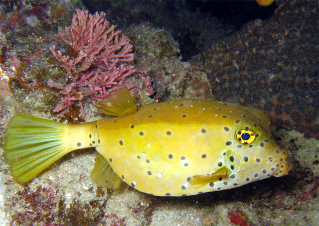 Yellow boxfish (Ostracion cubicus) - juvinile, Pulau Aur, West Malaysia
