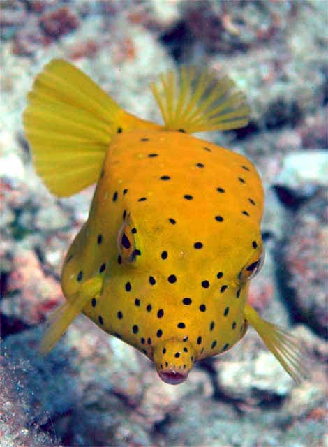 Yellow boxfish (Ostracion cubicus) - juvinile, Pulau Aur, West Malaysia