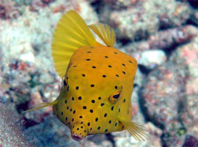 Yellow boxfish (Ostracion cubicus) - juvinile, Pulau Aur, West Malaysia