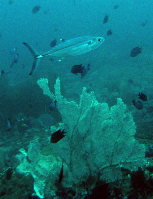 Dogtooth tuna (Gymnosarda unicolor), Puerto Galera, Mindoro, Philippines