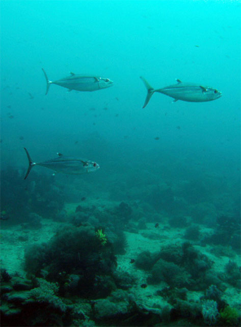 Dogtooth tuna (Gymnosarda unicolor), Puerto Galera, Mindoro, Philippines