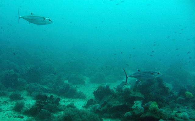 Dogtooth tuna (Gymnosarda unicolor), Puerto Galera, Mindoro, Philippines