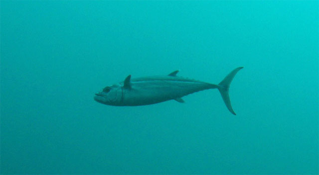 Dogtooth tuna (Gymnosarda unicolor), Puerto Galera, Mindoro, Philippines