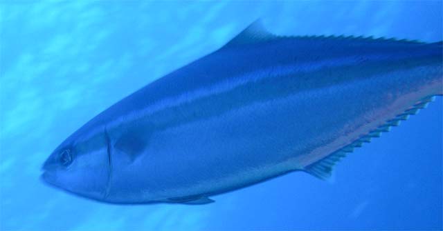 Yellowtail amberjack (Seriola lalandi), Pulau Aur, West Malaysia