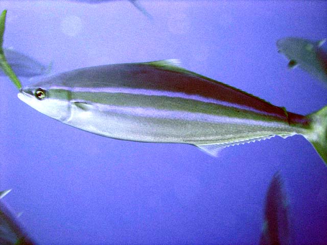 Yellowtail amberjack (Seriola lalandi), Pulau Aur, West Malaysia