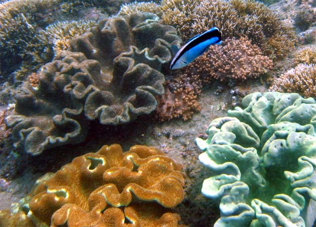 Bluestreak cleaner wrasse (Labroides dimidatus),Bali, Indonesia