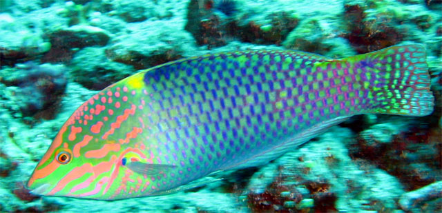 Checkerboard wrasse (Labroides hortulanus), Pulau Aur, West Malaysia