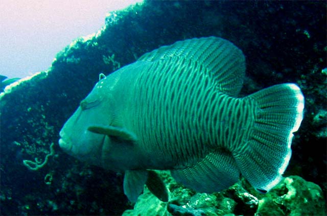 Napoleonfish or Humphead wrasse (Cheilinus undulatus), Bali, Indonesia