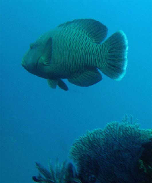 Napoleonfish or Humphead wrasse (Cheilinus undulatus), Bali, Indonesia