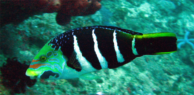 Barred wrasse (Hemigymnus fasciatus), Puerto Galera, Mindoro, Philippines