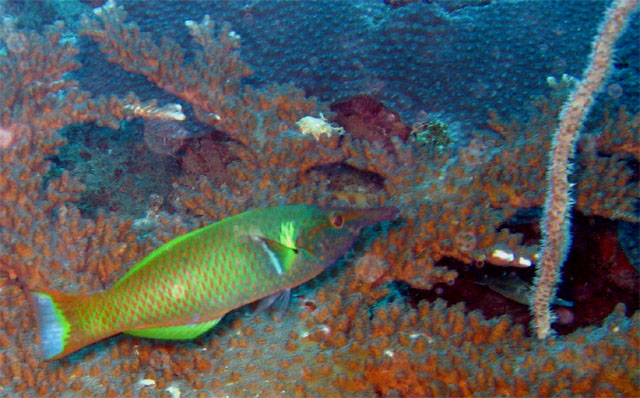 Bird wrasse (Gomphosus varius), Pulau Aur, West Malaysia