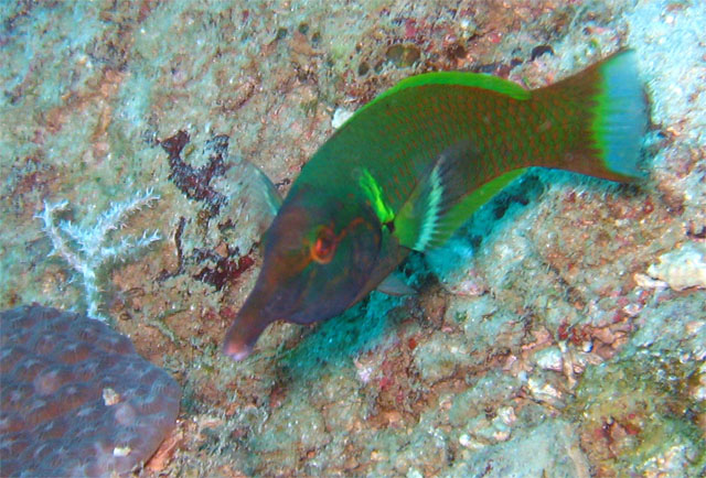 Bird wrasse (Gomphosus varius), Pulau Aur, West Malaysia