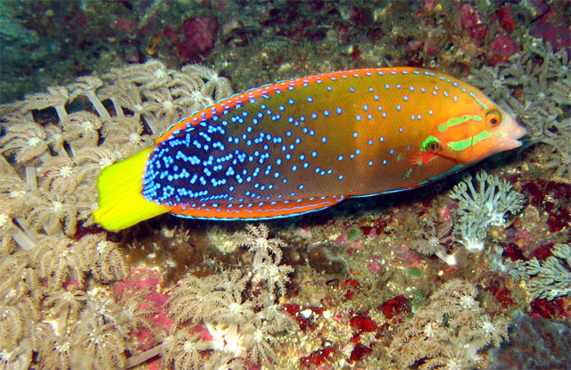 Yellowtail coris (Coris gaimard), Puerto Galera, Mindoro, Philippines