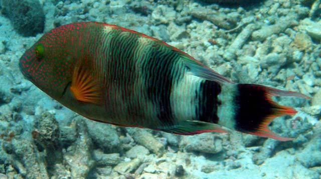 Tripeltail wrasse (Labroides trilobatus), Pulau Aur, West Malaysia