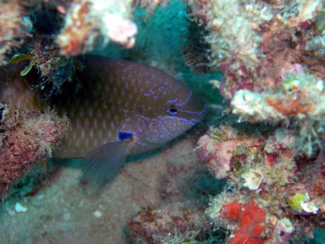 Yellowtail wrasse (Anampses meleagrides), Pulau Aur, West Malaysia