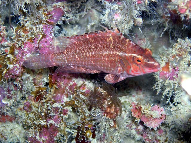 Cryptic wrasse (Pteragogus cryptus), Pulau Aur, West Malaysia