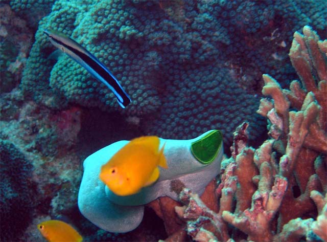 Bluestreak cleaner wrasse (Labroides dimidatus), Pulau Aur, West Malaysia