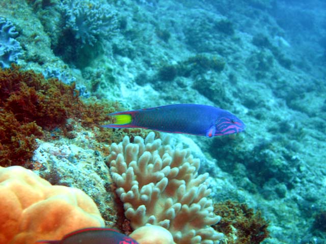 Crescent wrasse (Thalassoma lunare), Pulau Aur, West Malaysia