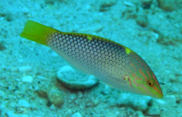 Checkerboard wrasse (Labroides hortulanus), Pulau Aur, West Malaysia