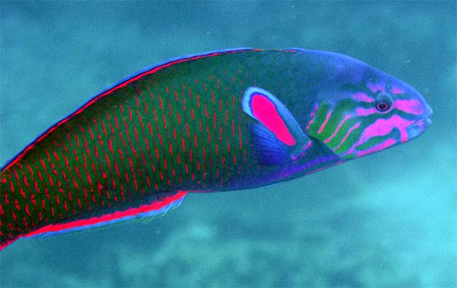 Crescent wrasse (Thalassoma lunare), Pulau Aur, West Malaysia