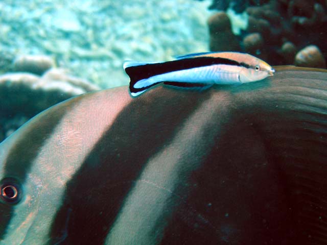 Bluestreak cleaner wrasse (Labroides dimidatus), Pulau Aur, West Malaysia