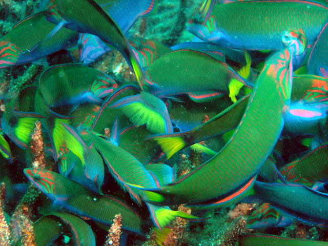 Crescent wrasses (Thalassoma lunare), Pulau Redang, West Malaysia