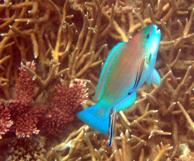 Bleeker's parrotfish (Chlorurus bleekeri) beeing cleaned by two Bluestreak cleaner wrasses (Labroides dimidatus), Pulau Tioman, West Malaysia