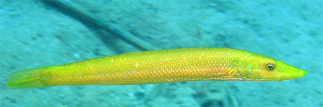 Cigar wrasse (Cheilio inermis), Anilao, Batangas, Philippines