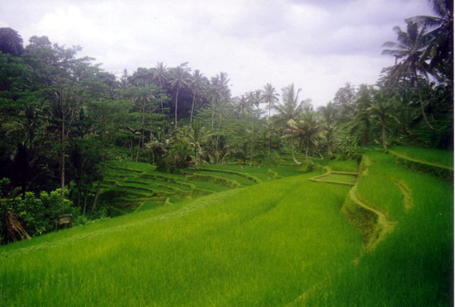 Ricefields around Ubud, Central Bali