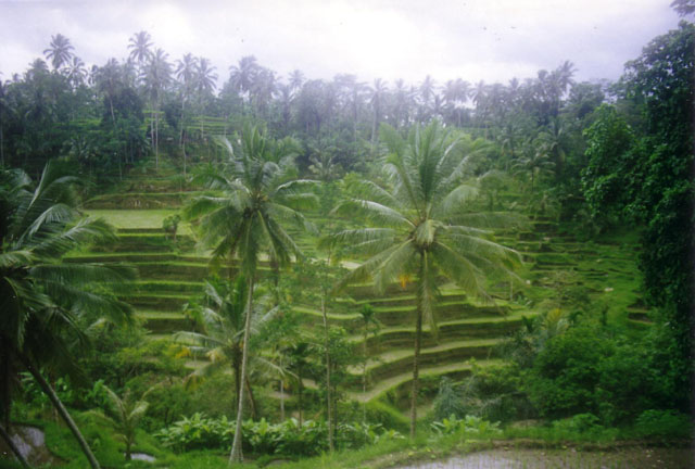 Ricefields around Tampasiring, Central Bali