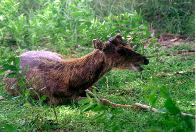 Wounded deer (bidden by the dragons, which are waiting for it to die), Komodo Island, Nusa Tenggara, Indonesia