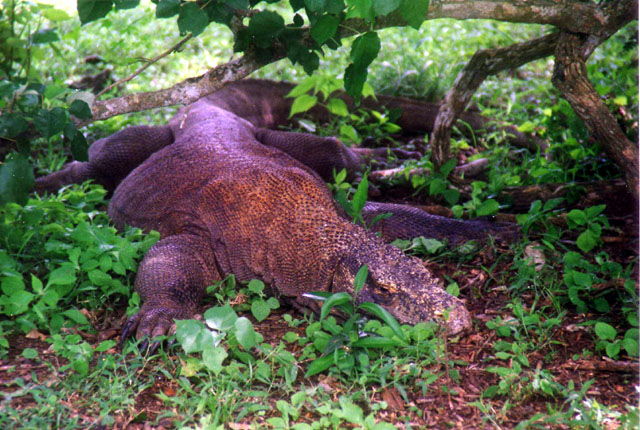 Komodo Varan or Komodo dragon, Komodo Island, Nusa Tenggara, Indonesia