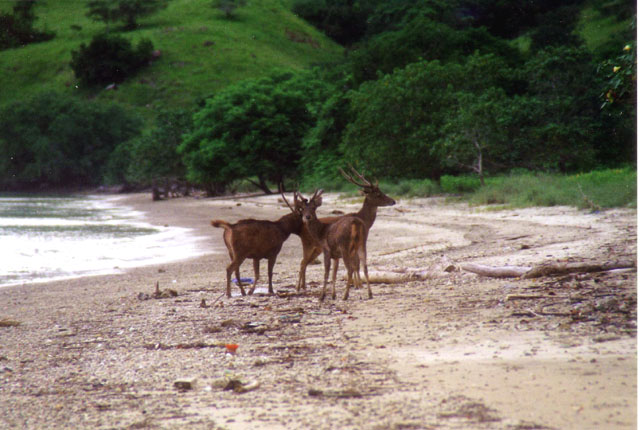 Deers at the beach, Komodo Island, Nusa Tenggara, Indonesia