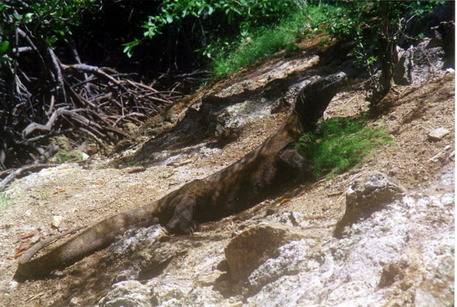 Komodo Varan or Komodo dragon, Komodo Island, Nusa Tenggara, Indonesia