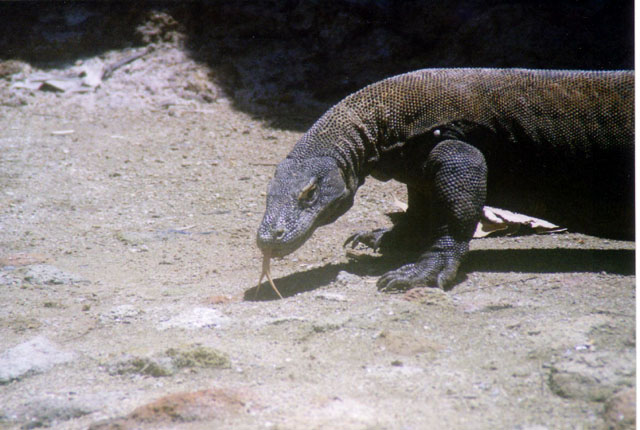 Komodo Varan or Komodo dragon, Komodo Island, Nusa Tenggara, Indonesia