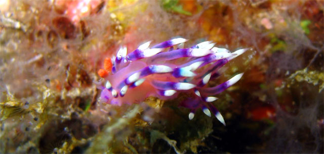 Flabellina exoptata, Pulau Aur, West Malaysia