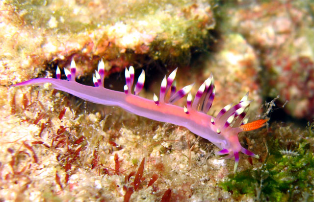 Flabellina exoptata, Pulau Aur, West Malaysia