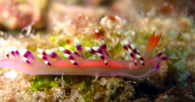 Flabellina exoptata, Pulau Aur, West Malaysia