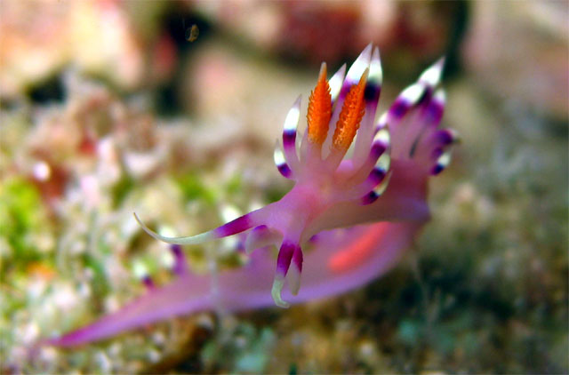 Flabellina exoptata, Pulau Aur, West Malaysia