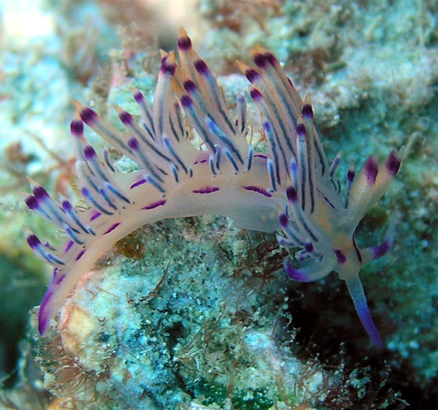 Flabellina rubrolineata, Pulau Tioman, West Malaysia