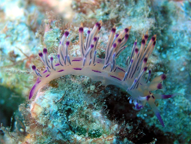 Flabellina rubrolineata, Pulau Tioman, West Malaysia