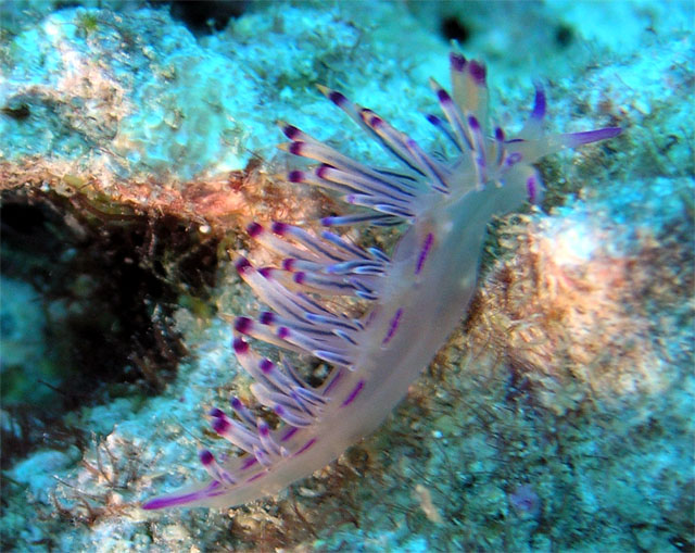 Flabellina rubrolineata, Pulau Tioman, West Malaysia