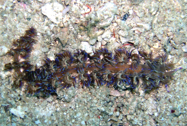 Pteraeolidia ianthina, Pulau Tioman, West Malaysia